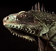 Iguana Melanoderma
